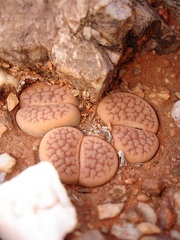 Lithops hookeri