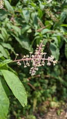 Phytolacca americana