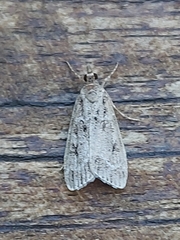 Eudonia lacustrata