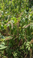 Phytolacca americana