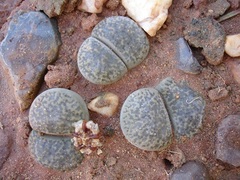 Lithops bromfieldii