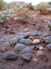 Lithops bromfieldii