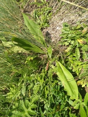 Pulmonaria angustifolia