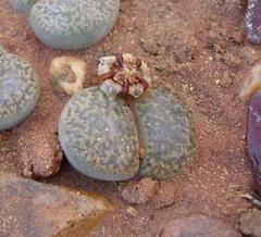 Lithops bromfieldii