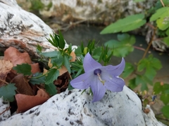 Campanula fragilis fragilis