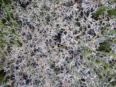 Helichrysum litorale