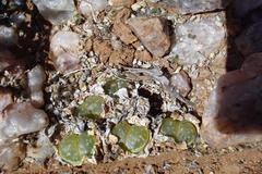 Lithops olivacea