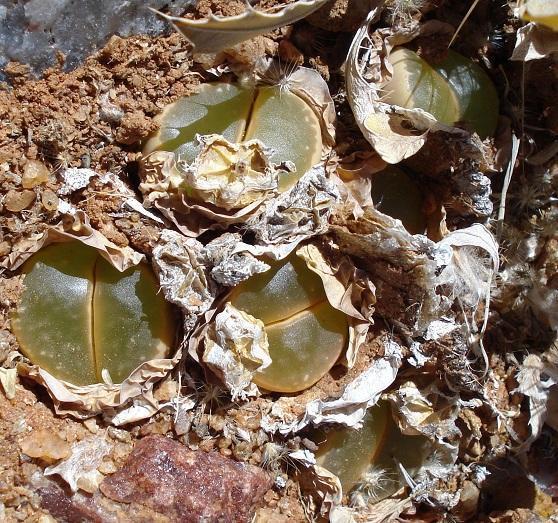 Lithops olivacea