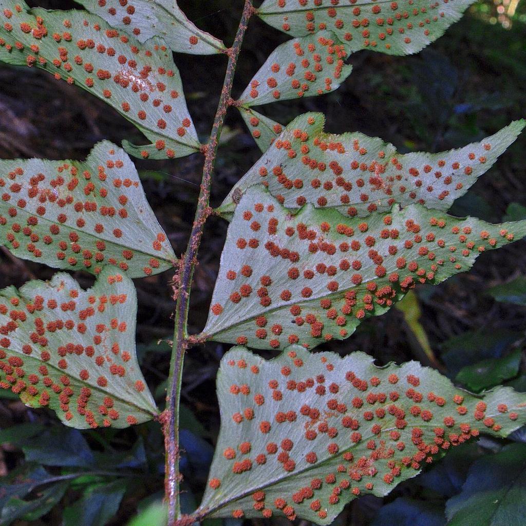Mourning Holly Fern