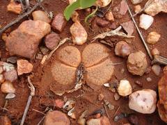 Lithops aucampiae aucampiae