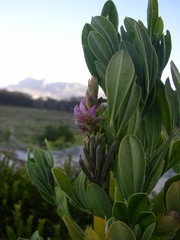 Indigofera cytisoides
