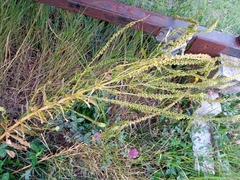 Reseda luteola