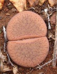 Lithops aucampiae aucampiae