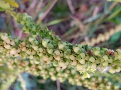 Reseda luteola