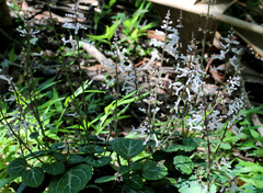 Plectranthus oertendahlii