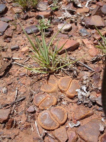 Lithops