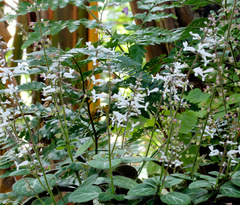 Plectranthus oertendahlii