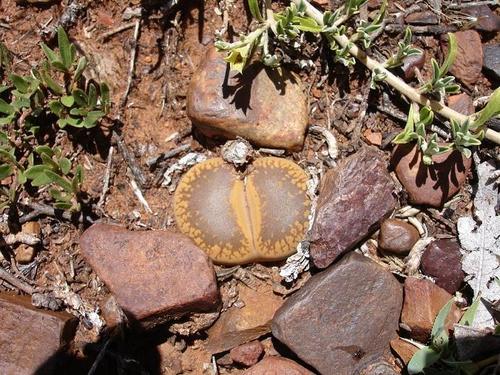 Lithops loganiae Schwantes 2
