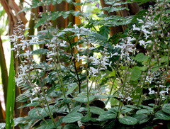 Plectranthus oertendahlii