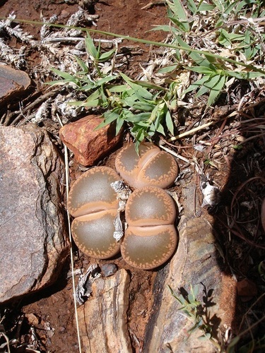 Lithops loganiae Schwantes 3