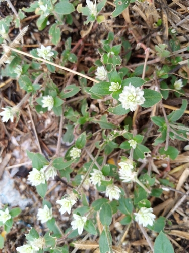 Gomphrena celosioides image