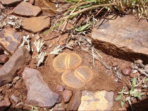 Lithops loganiae Schwantes 4