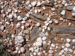 Dinteranthus pole-evansii