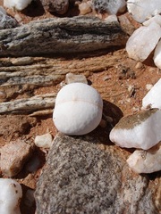 Dinteranthus pole-evansii