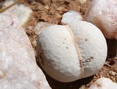 Dinteranthus pole-evansii