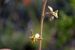 Dipcadi brevifolium