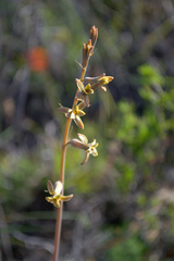 Dipcadi brevifolium