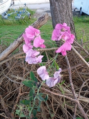 Lathyrus latifolius