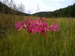 Nerine