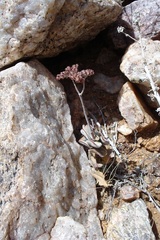 Crassula sericea sericea