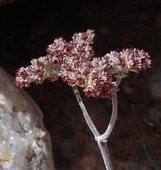Crassula sericea sericea