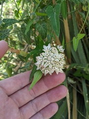 Funastrum cynanchoides