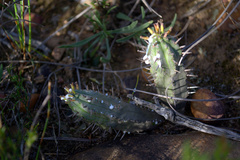 Anthacanthae