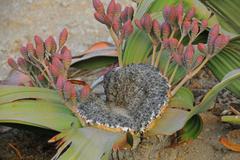 Welwitschia mirabilis image