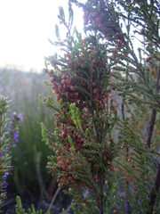 Erica mauritanica
