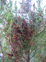 Erica mauritanica