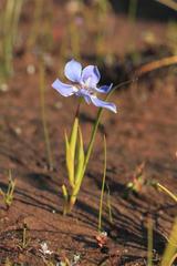 Moraea lugubris