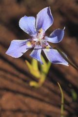 Moraea lugubris