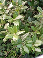 Quercus ilex
