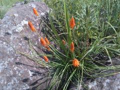 Kniphofia triangularis triangularis