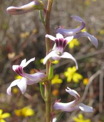 Cyphia campestris campestris