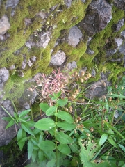 Saxifraga fragosoi