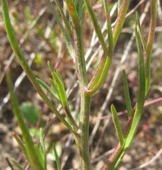 Cyphia campestris campestris