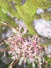 Saxifraga fragosoi