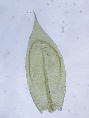 Cirriphyllum crassinervium
