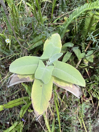 Lepechinia hastata observed 2021-08-20